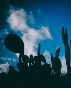 cactus che si stagliano contro il cielo, gabbiani