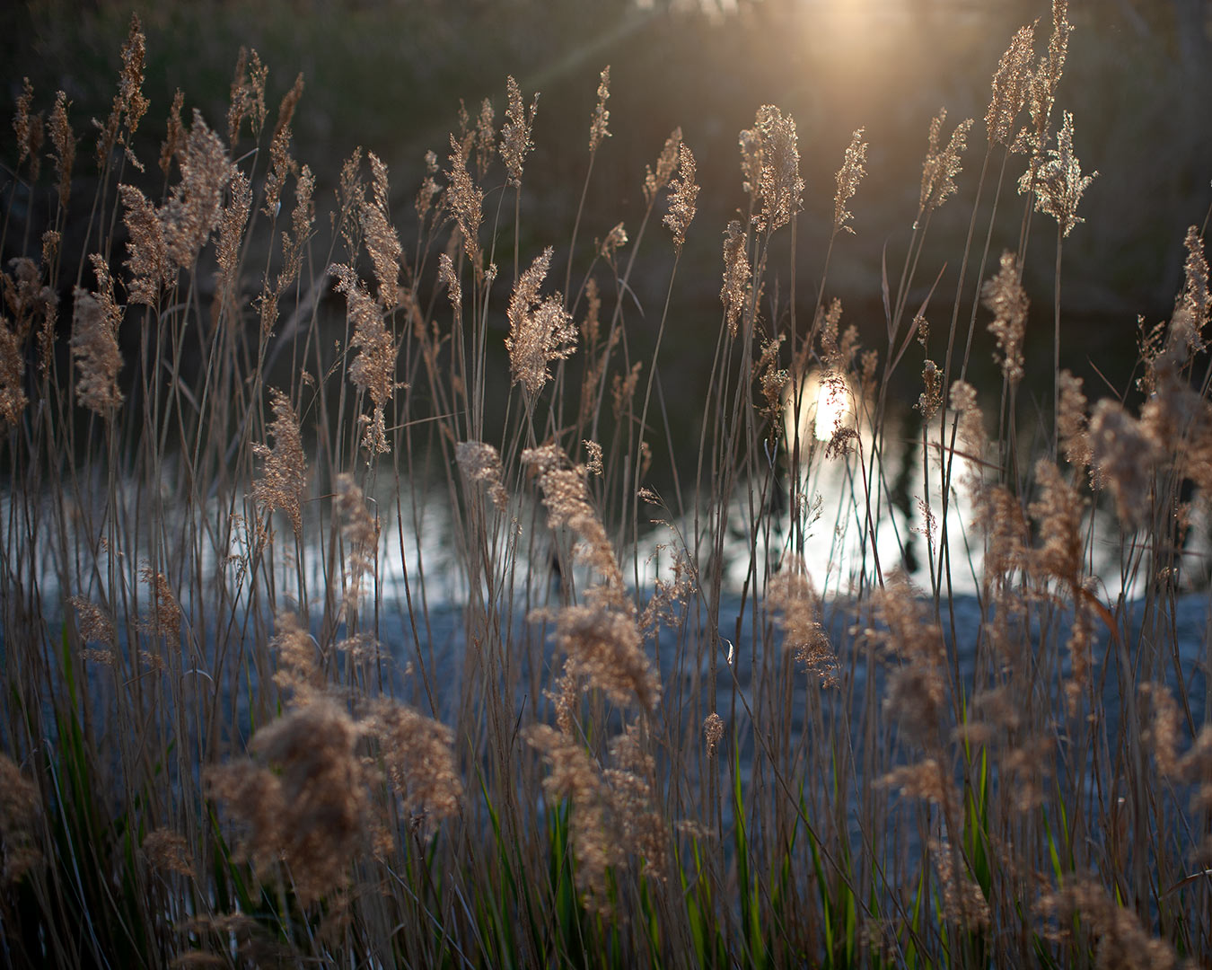 canne di fiume in controluce