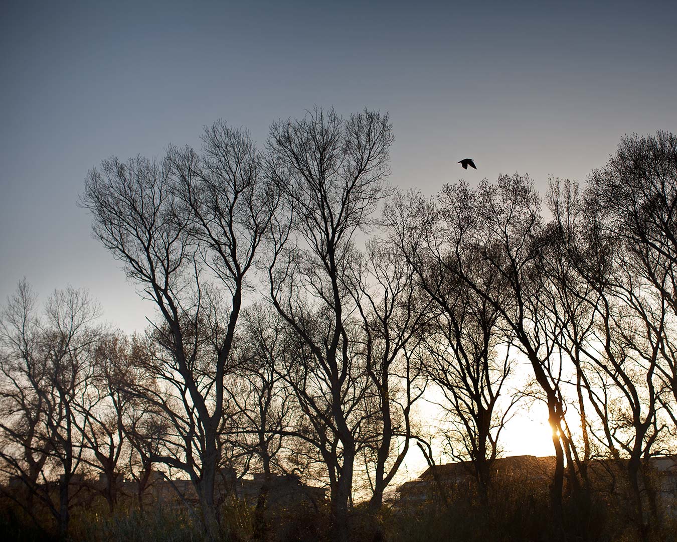 Rami di alberi al tramonto in controluce