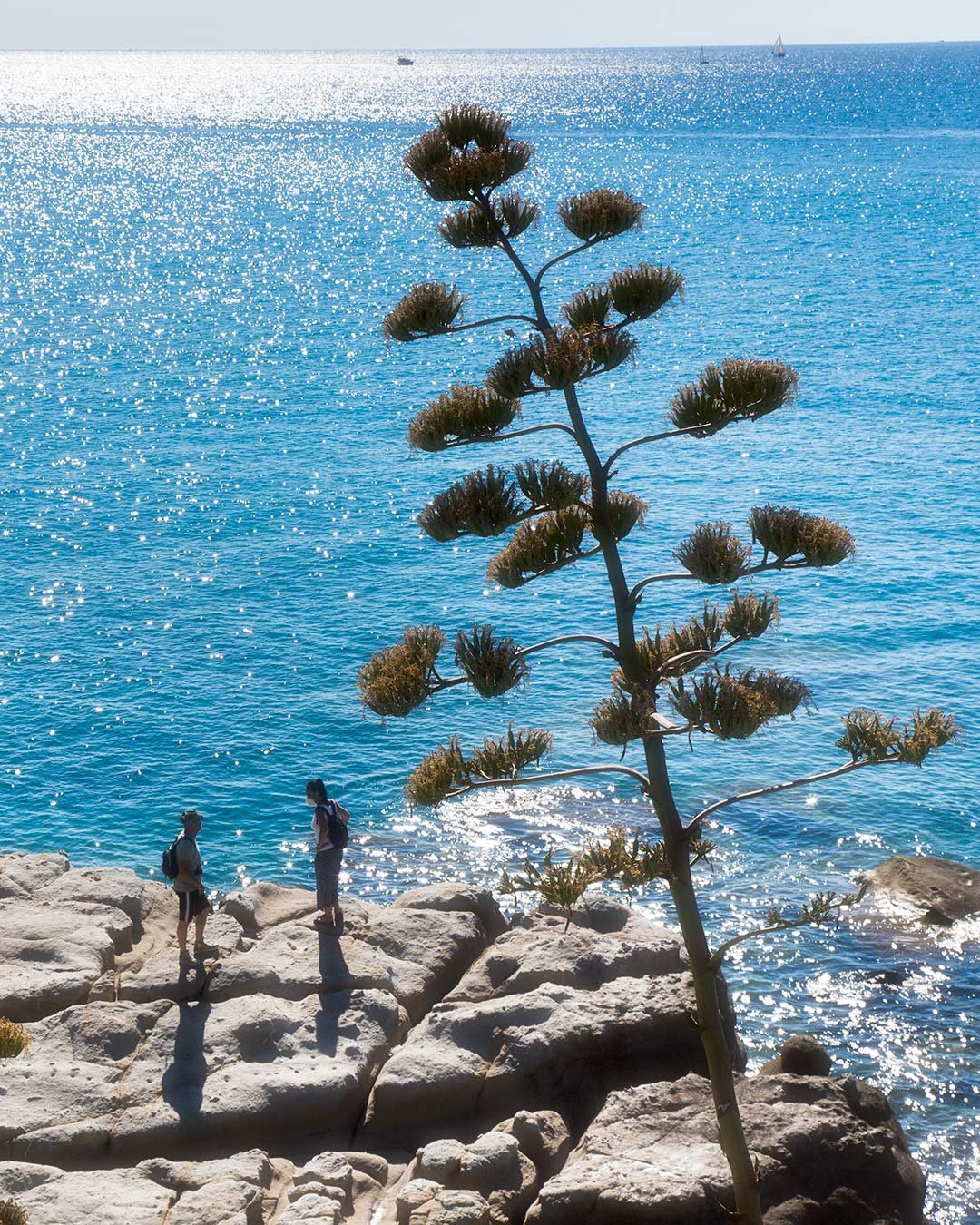 Due persone su un grande scoglia, due fiori di agave a destra.