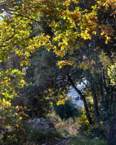 sentiero di montagna in autunno