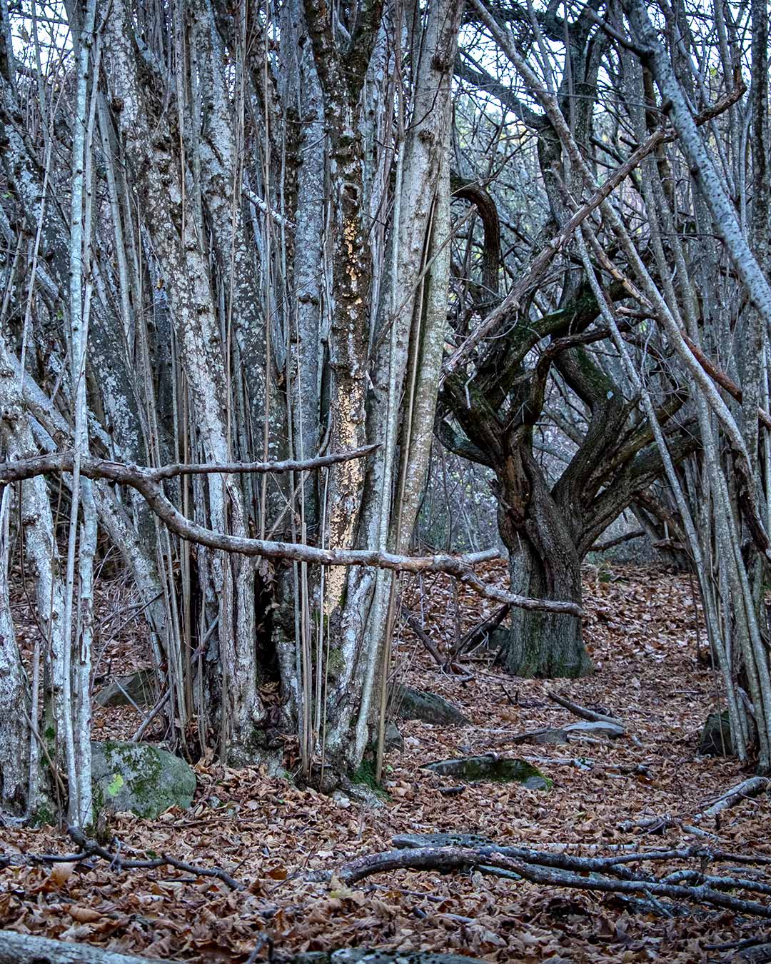 bosco invernale