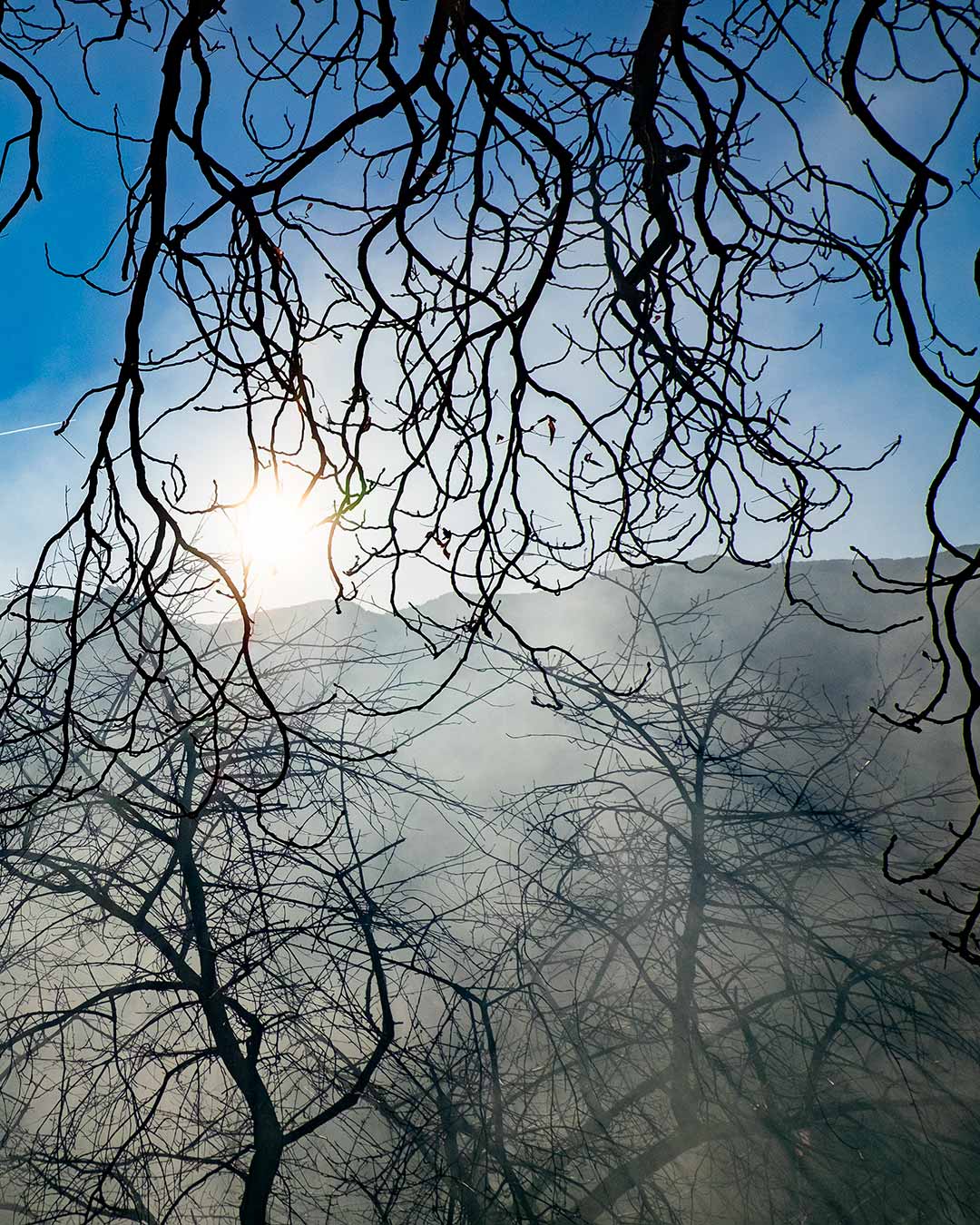 rami di alberi spogli in controluce