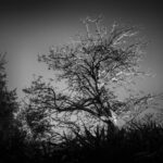 Albero stagliato contro il cielo.