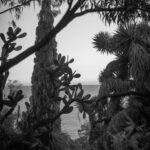 Vegetazione esotica di fronte all'orizzonte del mare.