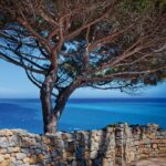 Pino marittimo si staglia contro il mare e il cielo azzurro