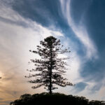 Albero di araucaria che si staglia su un cielo con nuvole al tramonto
