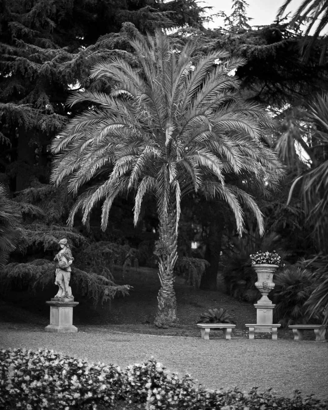 Giardino esotico, visione con statua e palma, fotografia in bianco e nero.