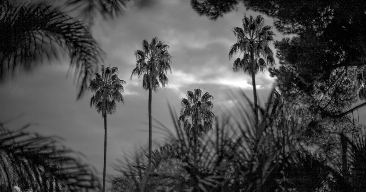 Palme al tramonto, fotografia in bianco e nero